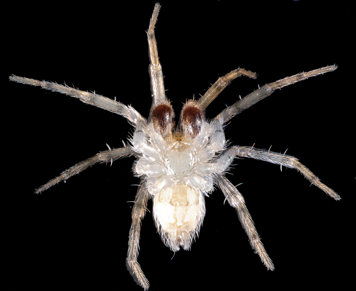 Dorsal view of a very small spider